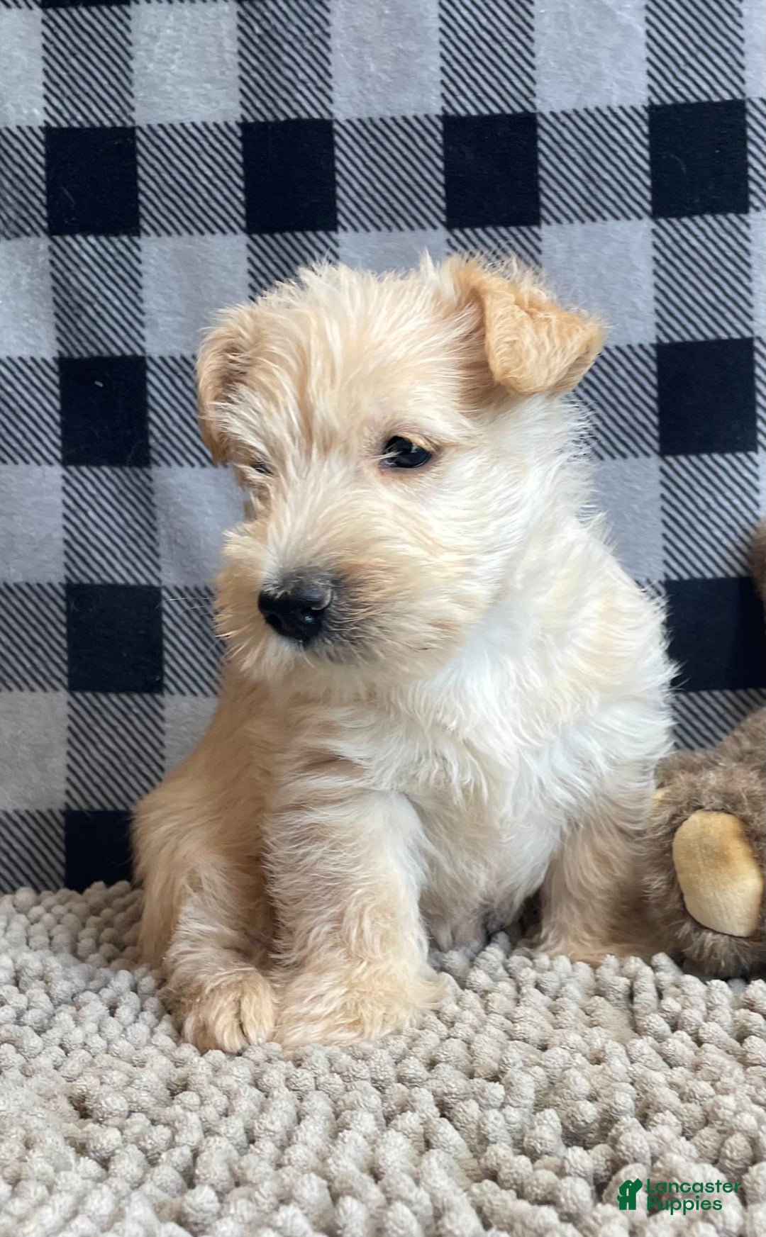 Scottish Terrier dogs for sale: Shelby - Image 3