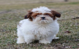 Shihpoo dogs for sale: Buster - Image 15