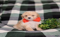 Miniature Poodle dogs for sale: Brock - Image 10