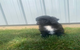 Mini Aussiedoodle dogs for sale: Honey - Image 8