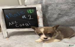 Welsh Corgi Pembroke dogs for sale: Male 1 - Image 1