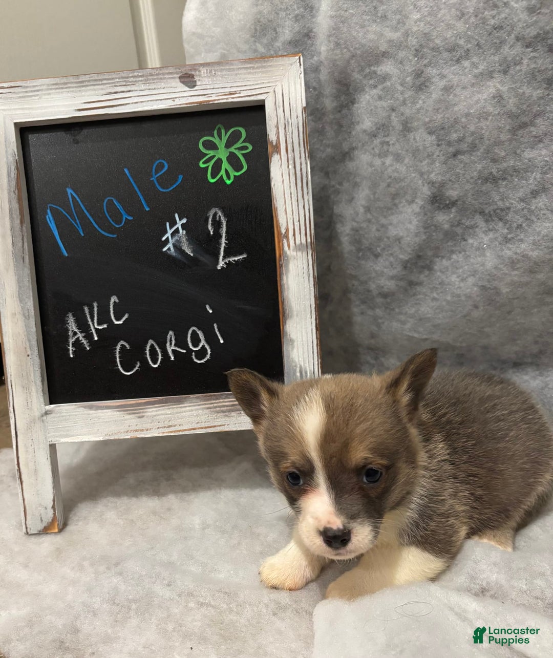 Welsh Corgi Pembroke dogs for sale: Male 1 - Image 1