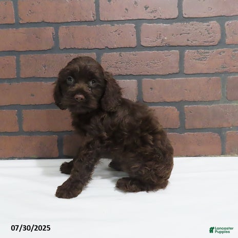 Cockapoo dogs for sale - Ad 4