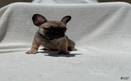 French Bulldog dogs for sale: Sasha - Image 5