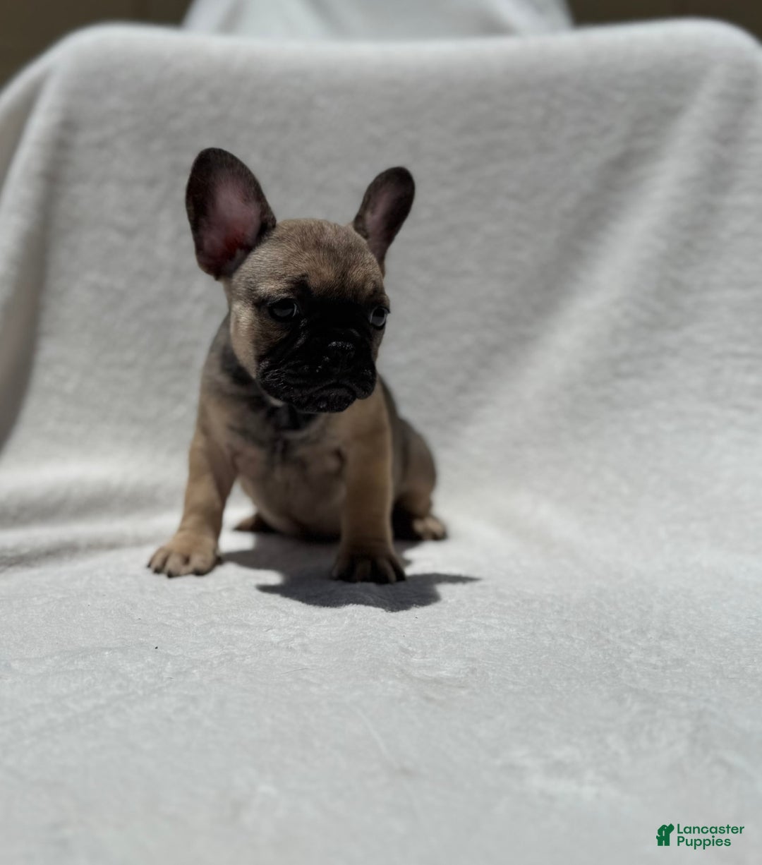French Bulldog dogs for sale: Sasha - Image 5