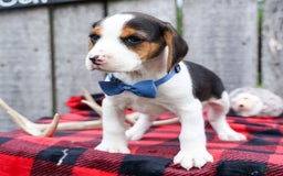 Beagle dogs for sale: Kobe - Image 17