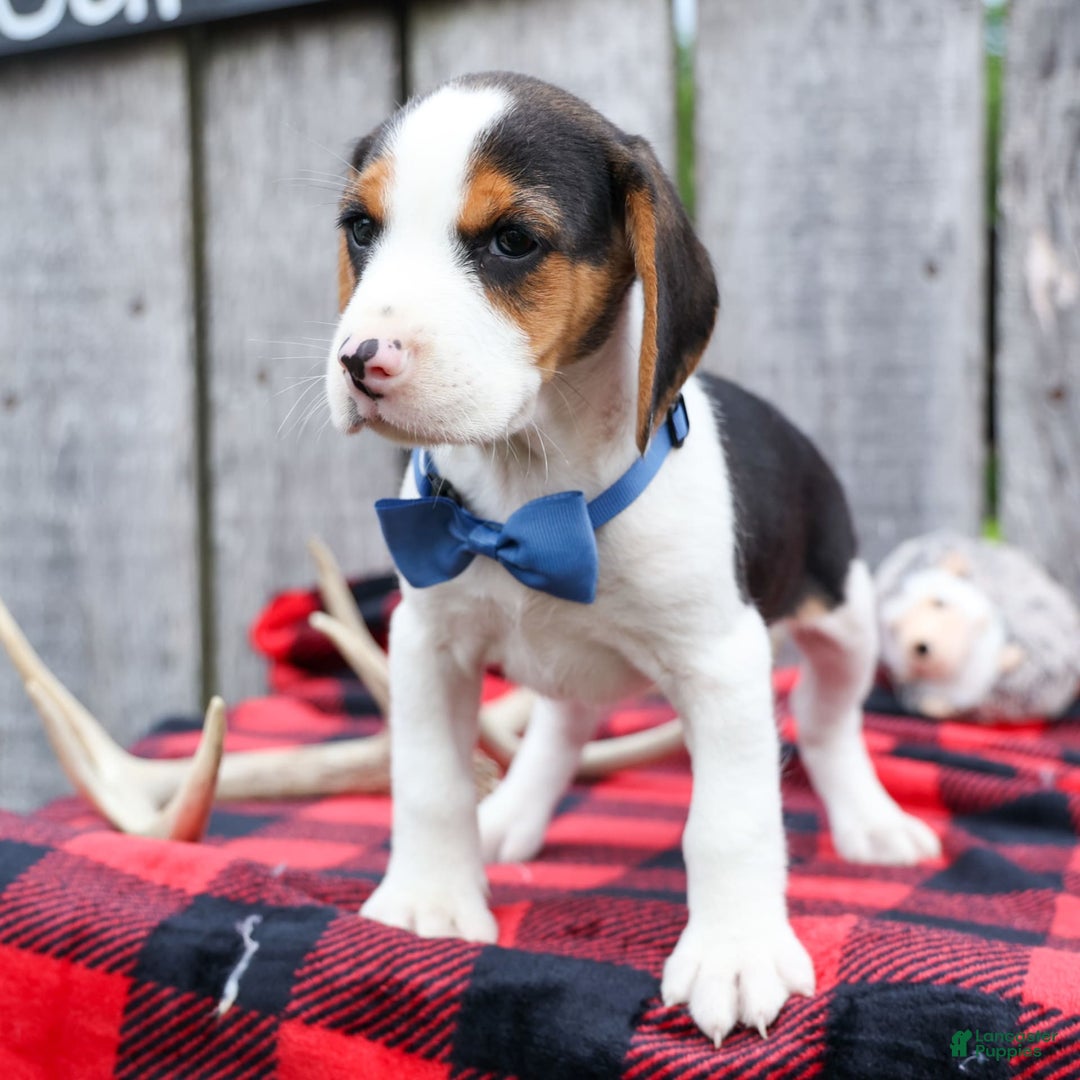 Beagle dogs for sale: Kobe - Image 17