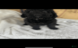Bernedoodle dogs for sale: Shadow - Image 2