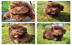 Havapoo dogs for sale: Humble - Image 1