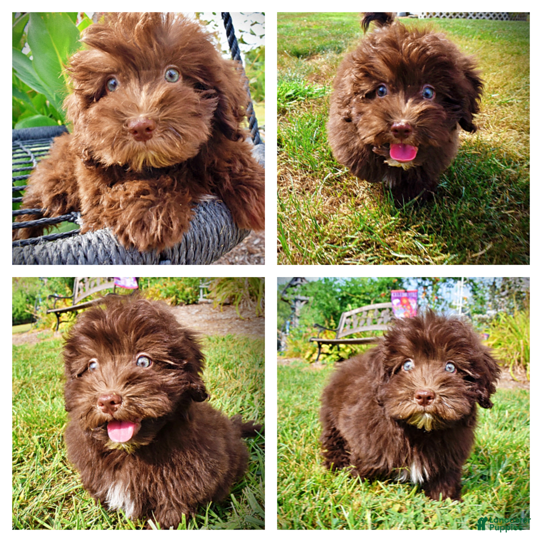 Havapoo dogs for sale: Humble - Image 1