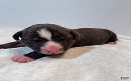 American Bully dogs for sale: Shadow - Image 4
