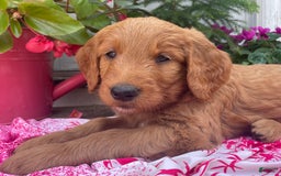 Goldendoodle dogs for sale: Coolidge - Image 2