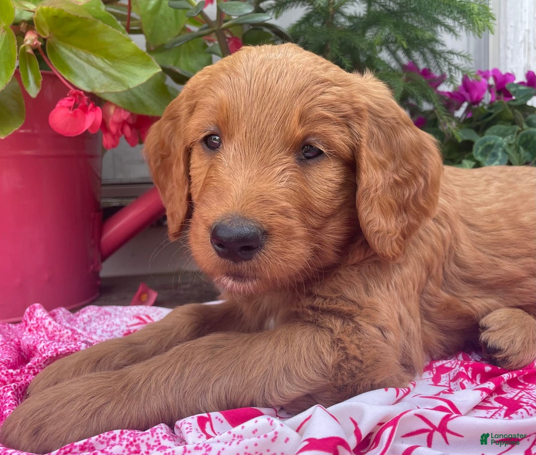 Goldendoodle dogs for sale: Coolidge - Image 2