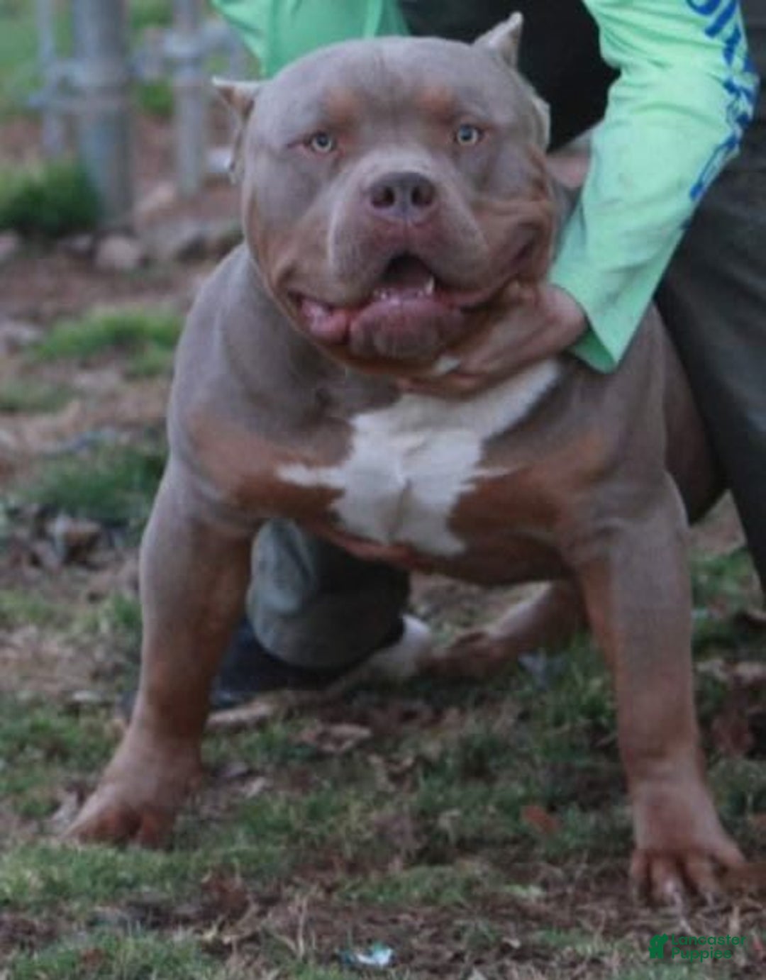 American Bully dogs for sale: Socks - Image 74