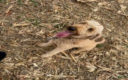 Goldendoodle dogs for sale: Cassian - Image 3
