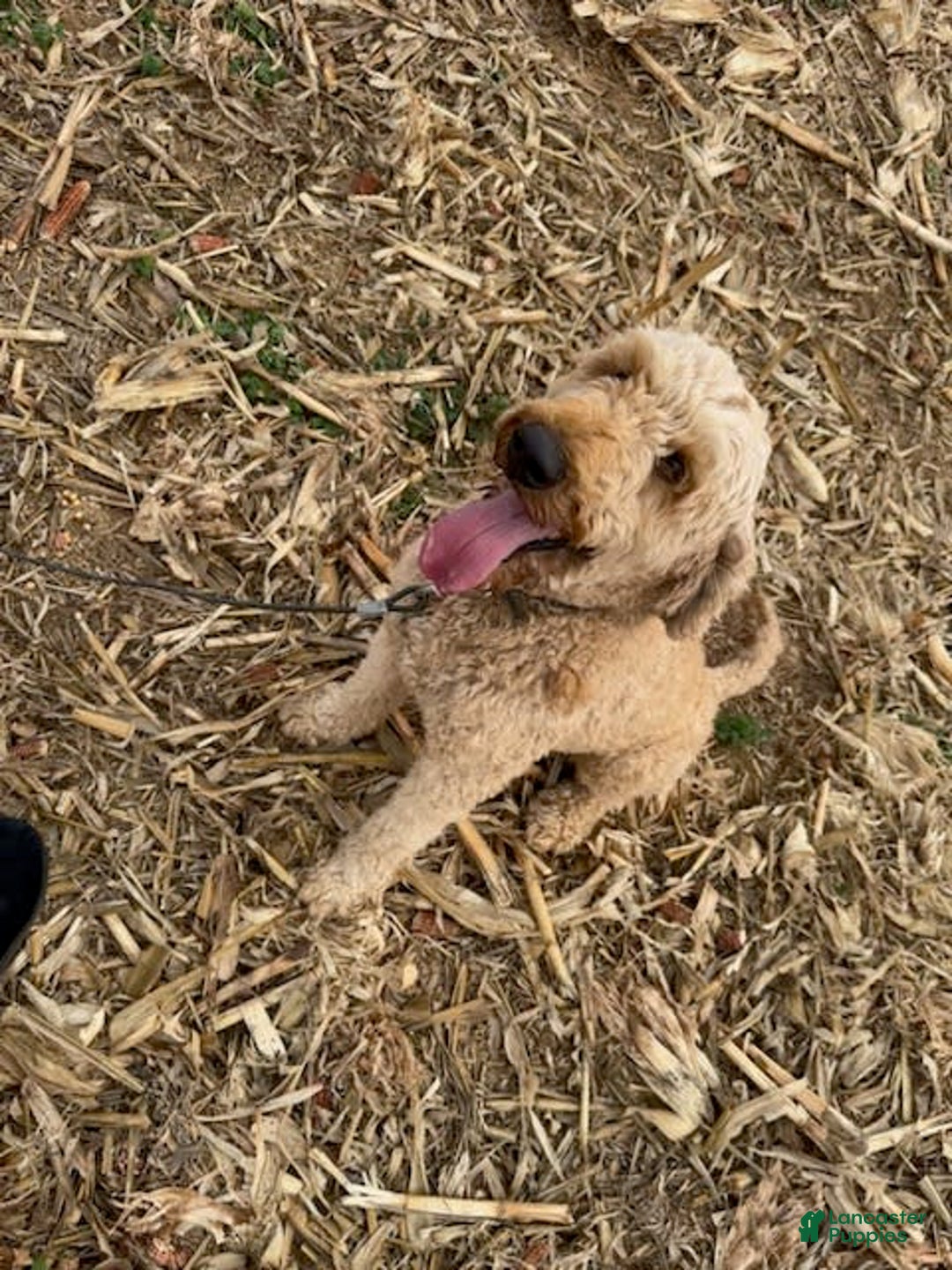 Goldendoodle dogs for sale: Cassian - Image 3