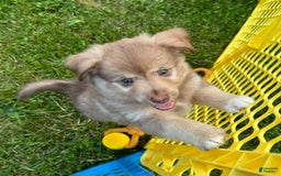 Australian Shepherd dogs for sale: Australian Shepherd 8 puppies - Image 2