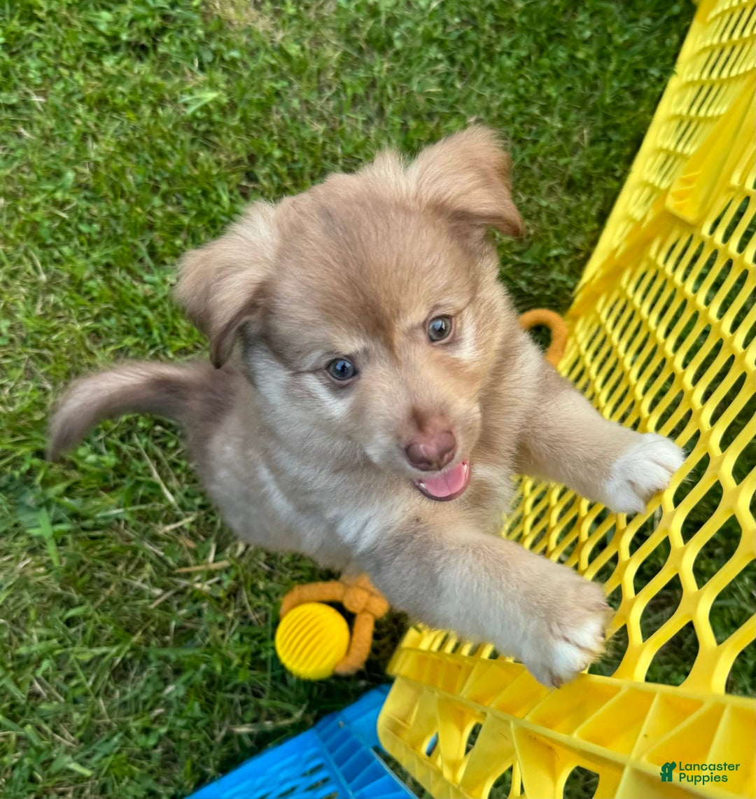 Australian Shepherd dogs for sale: Australian Shepherd 8 puppies - Image 2