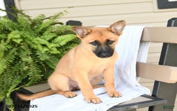 Pomsky dogs for sale: Thea - Image 9