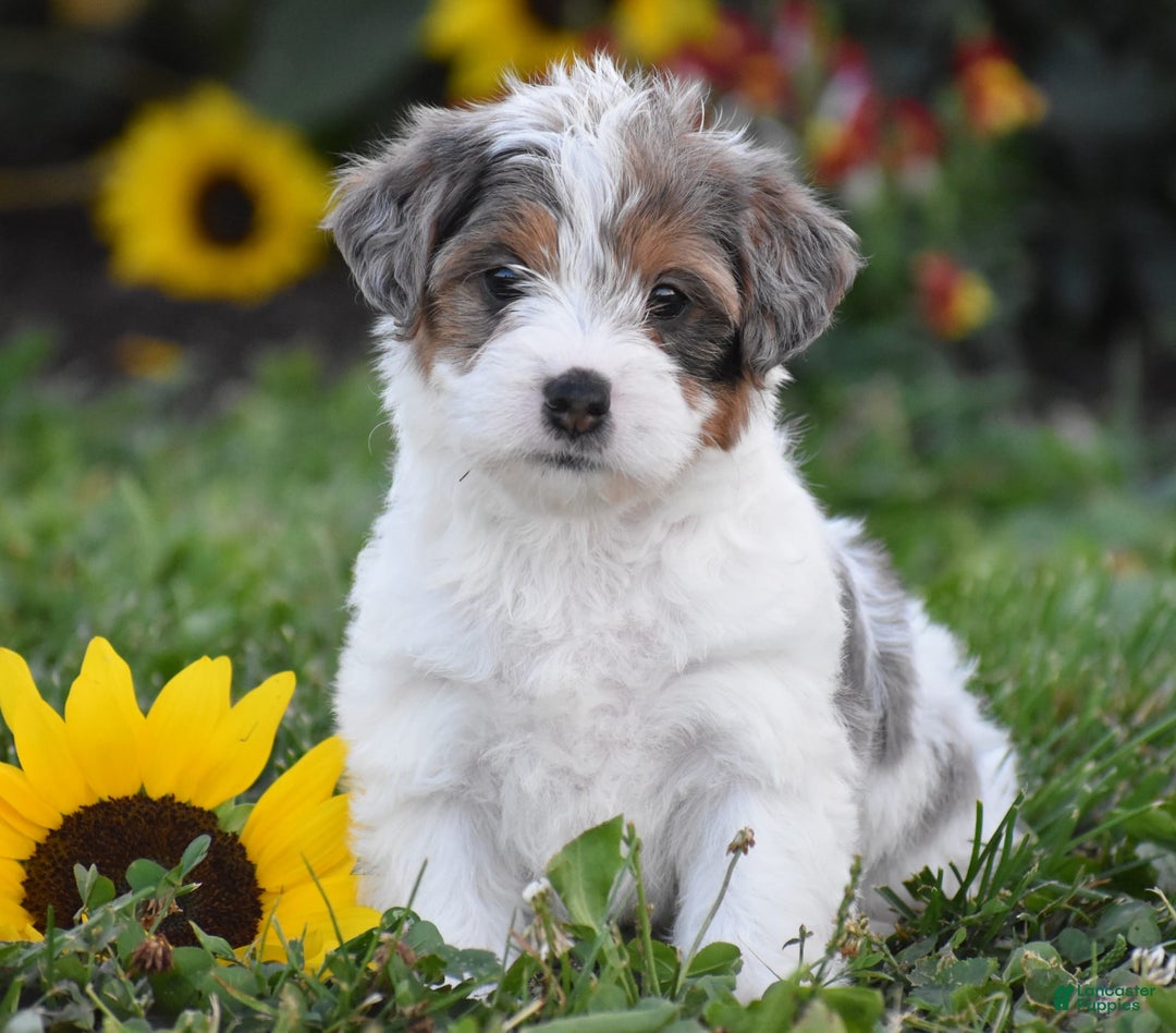 Yorkiepoo dogs for sale: Italian - Image 1