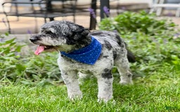 Mini Bernedoodle dogs for sale: Paulie - Image 9