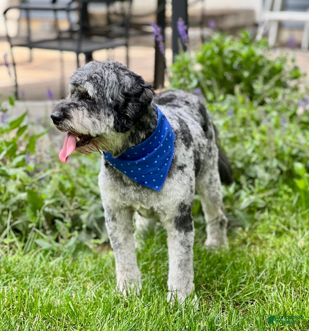 Mini Bernedoodle dogs for sale: Paulie - Image 9