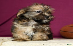 Shorkie dogs for sale: Hayden - Image 8