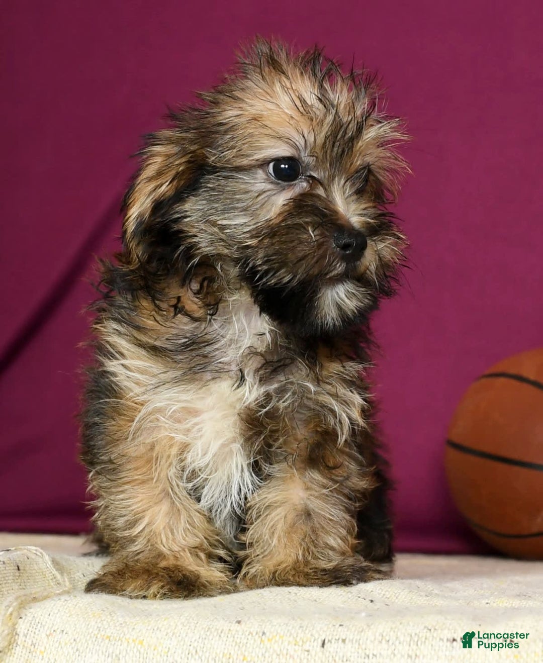 Shorkie dogs for sale: Hayden - Image 8