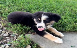 Australian Shepherd dogs for sale: Max - Image 2