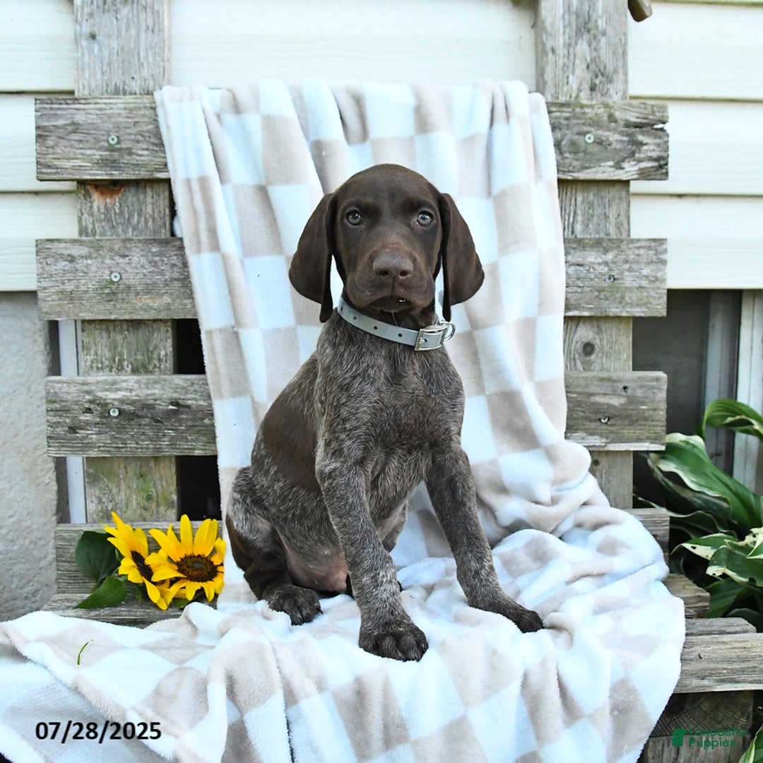 German Shorthaired Pointer dogs for sale: Levi - Image 3