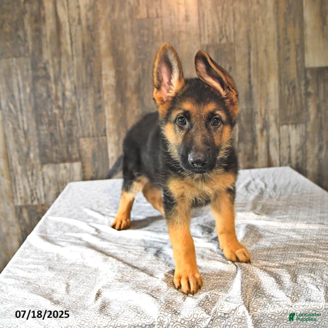 German Shepherd dogs for sale: Zeus - Image 4