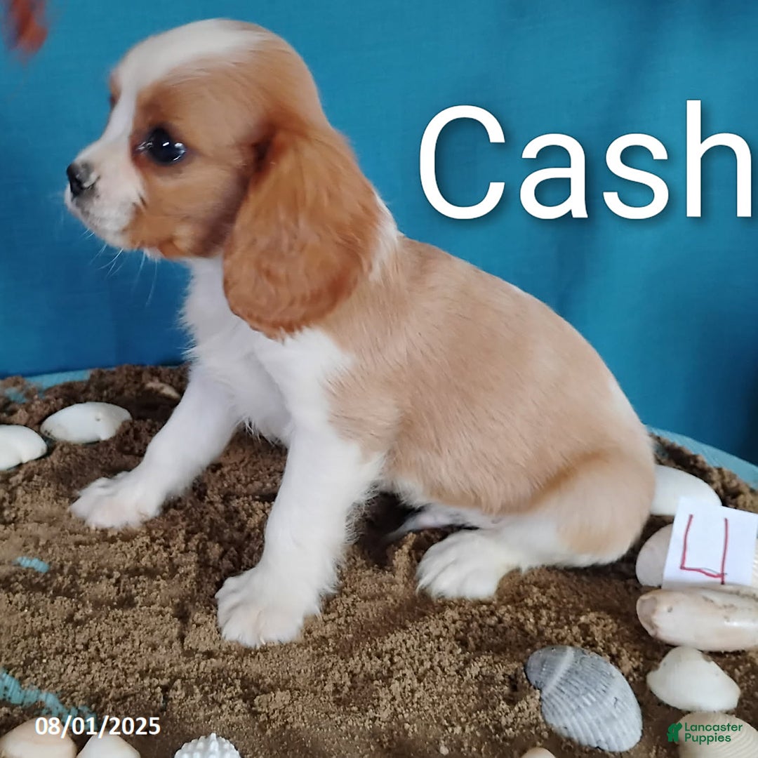 Cavalier King Charles Spaniel dogs for sale: Cash - Image 4