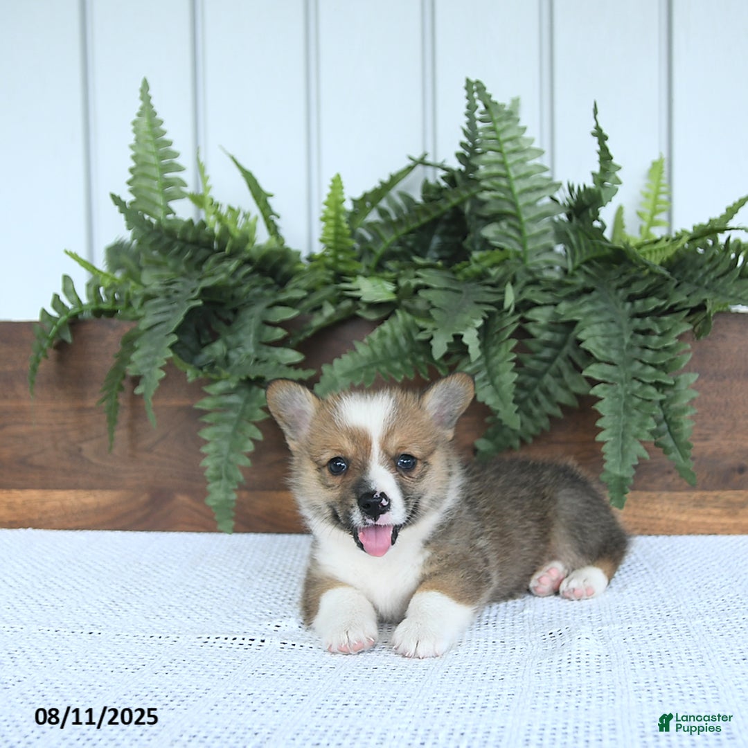 Welsh Corgi Pembroke dogs for sale: Murphy - Image 4