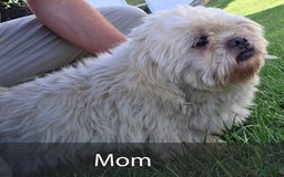 Shih Tzu dogs for sale: Sawyer - Image 10