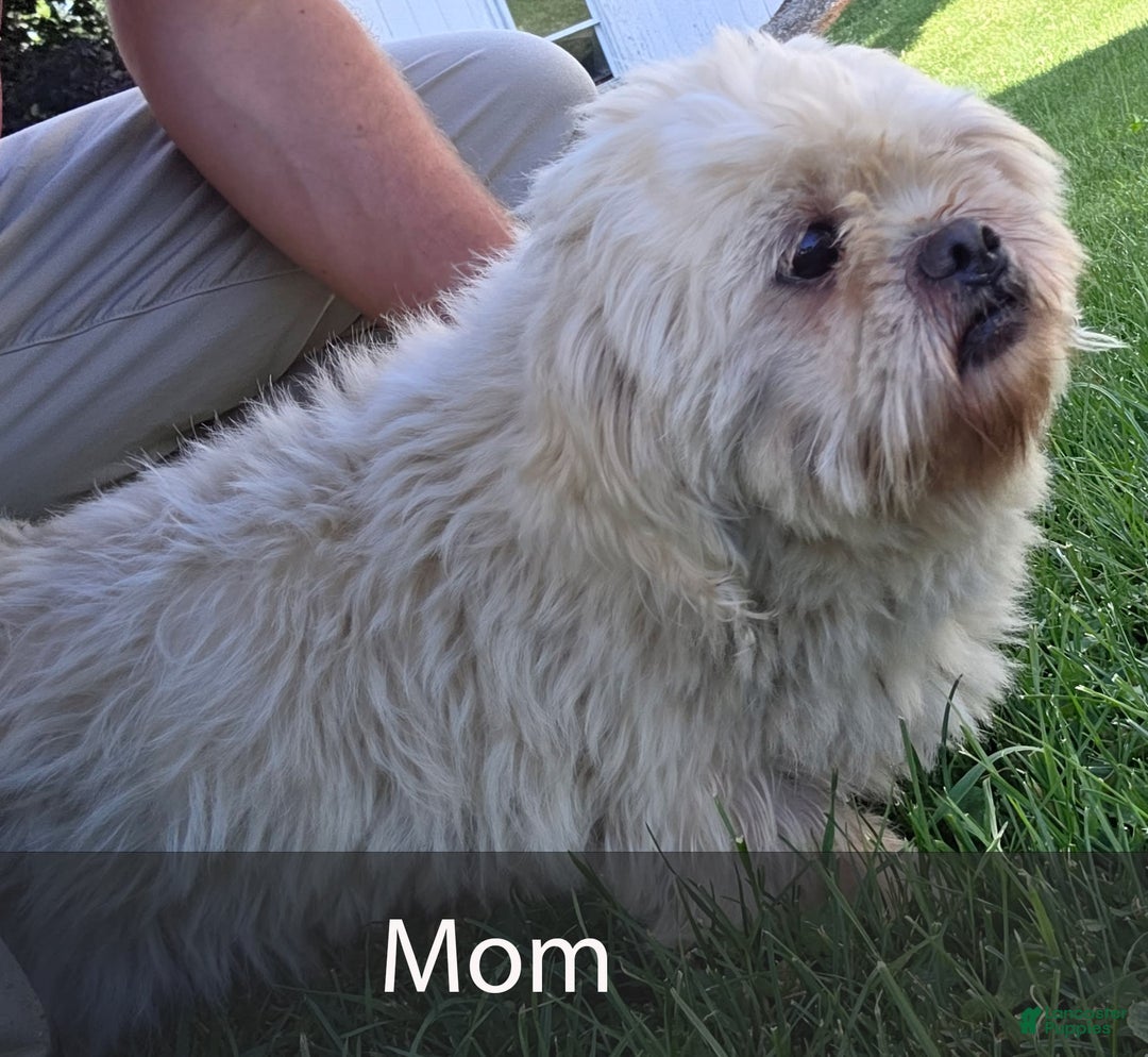 Shih Tzu dogs for sale: Sawyer - Image 10