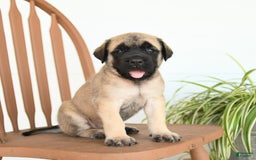 English Mastiff dogs for sale: Theresa - Image 1