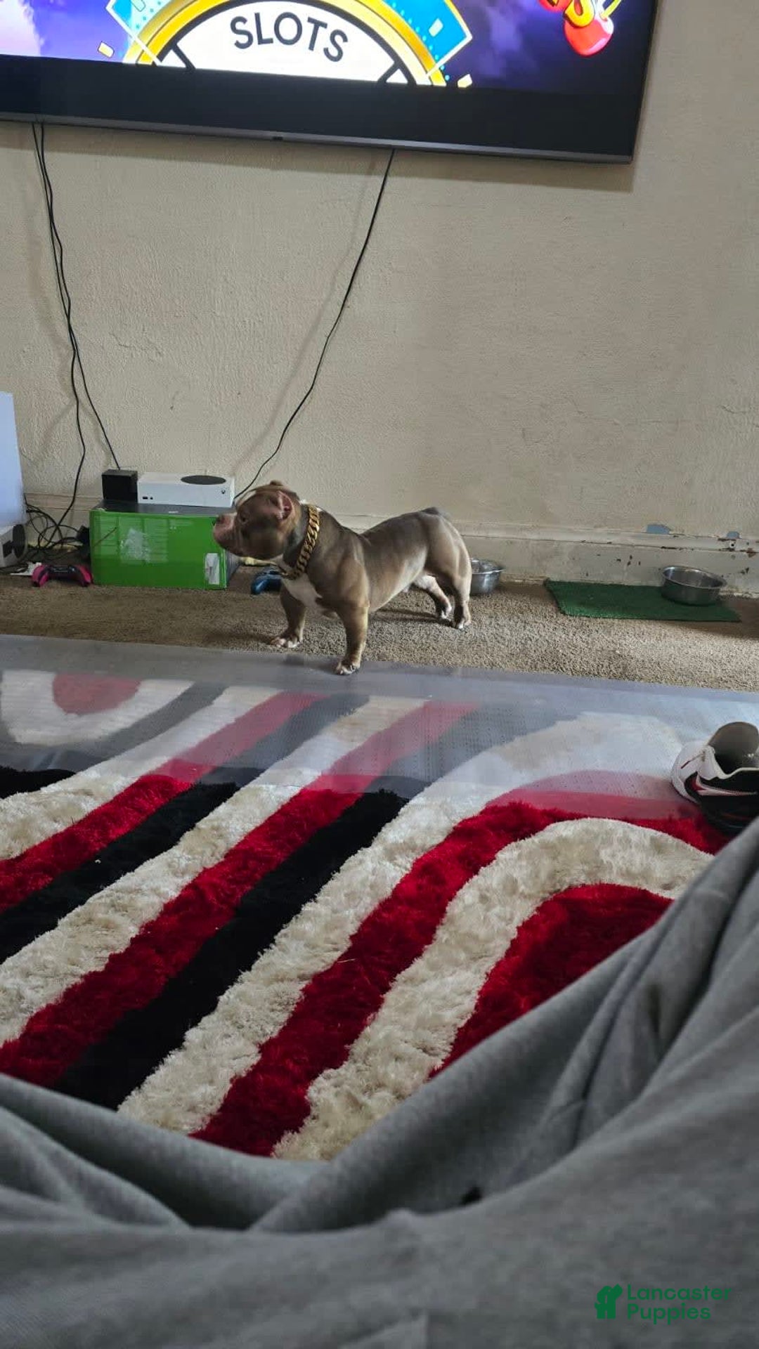 American Bully dogs for sale: Delila - Image 10