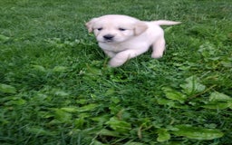 Golden Retriever dogs for sale: Pepper - Image 13