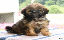 Teddy Bear dogs for sale: Sandy - Image 1
