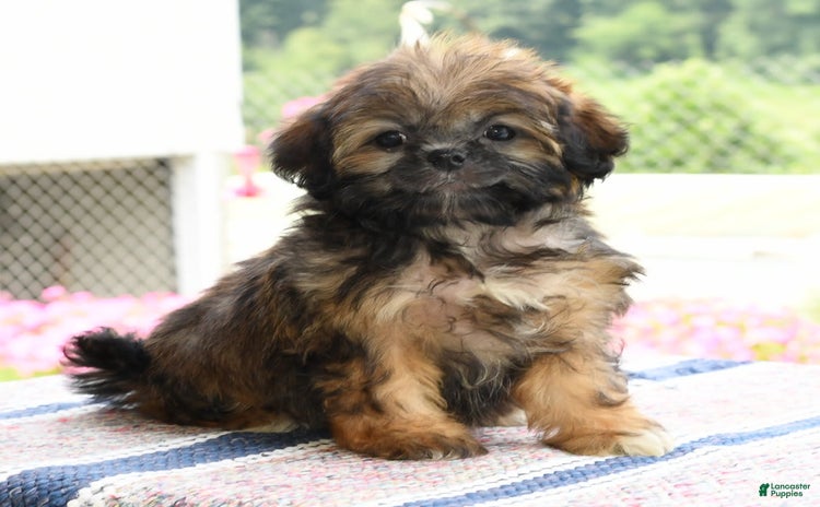 Teddy Bear dogs for sale - Ad 3
