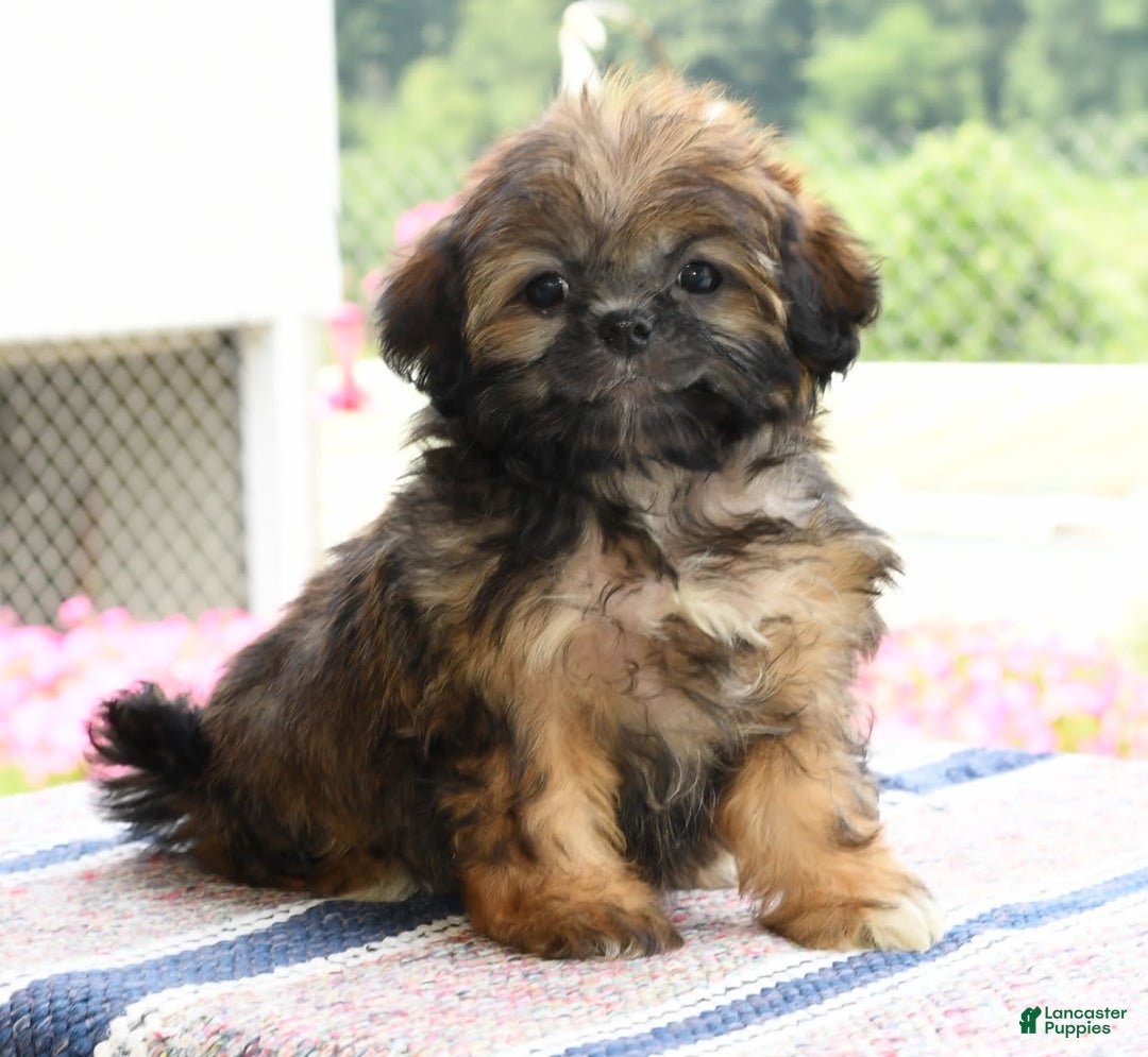 Teddy Bear dogs for sale: Sandy - Image 1