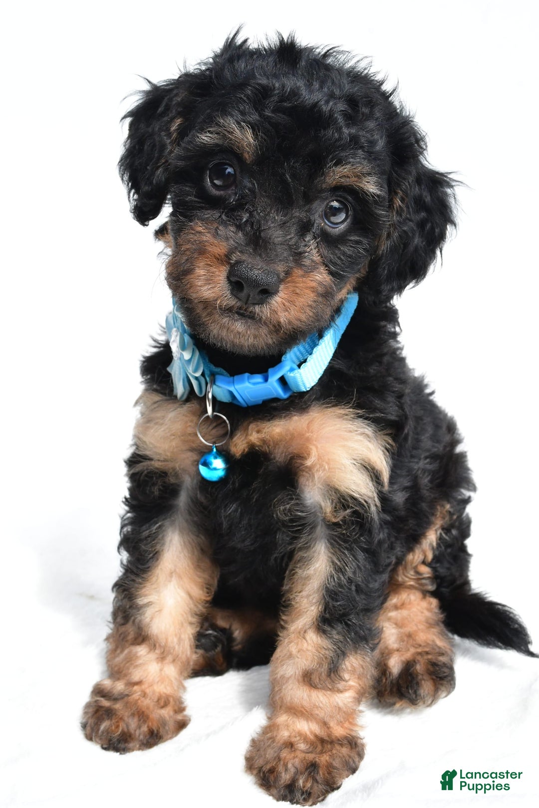 Cavapoo dogs for sale: Brooklyn - Image 3