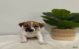 Jack Russell Terrier dogs for sale: Rose - Image 4