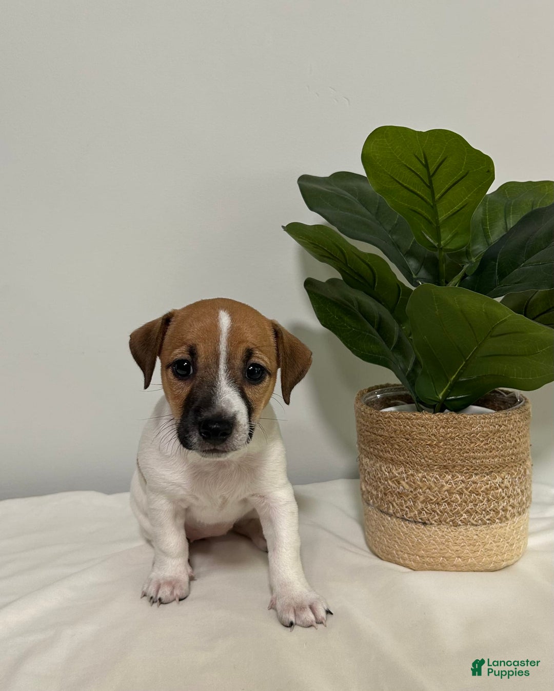 Jack Russell Terrier dogs for sale: Rose - Image 4