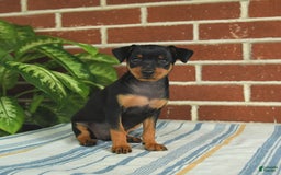 Miniature Pinscher dogs for sale: Jade - Image 9