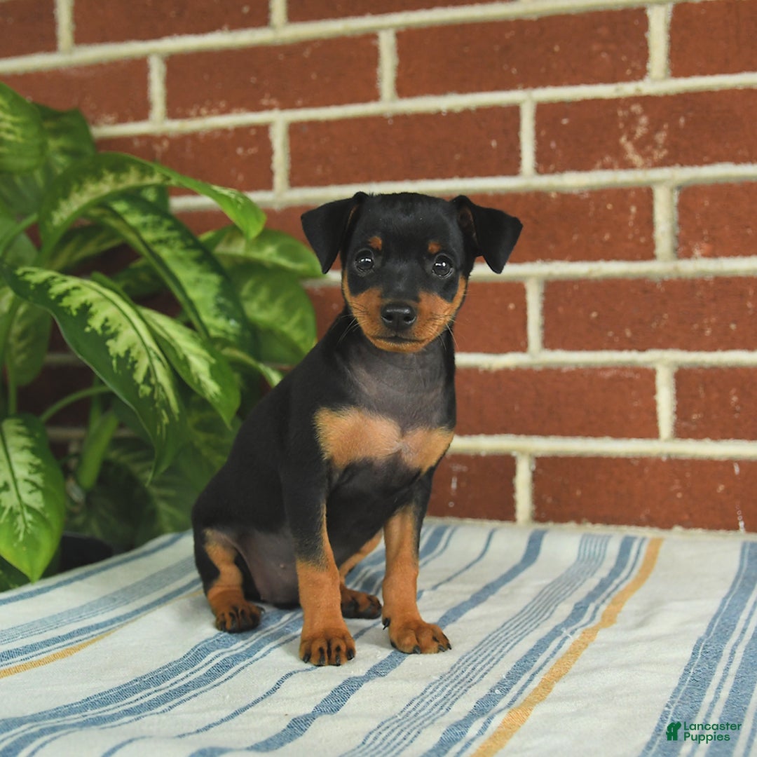 Miniature Pinscher dogs for sale: Jade - Image 9