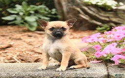 Pomeranian dogs for sale: Pomeranian 3 puppies - Image 8