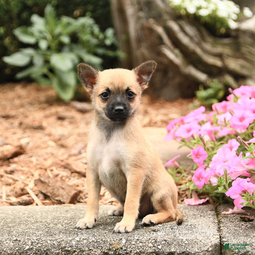 Pomeranian dogs for sale: Pomeranian 3 puppies - Image 8