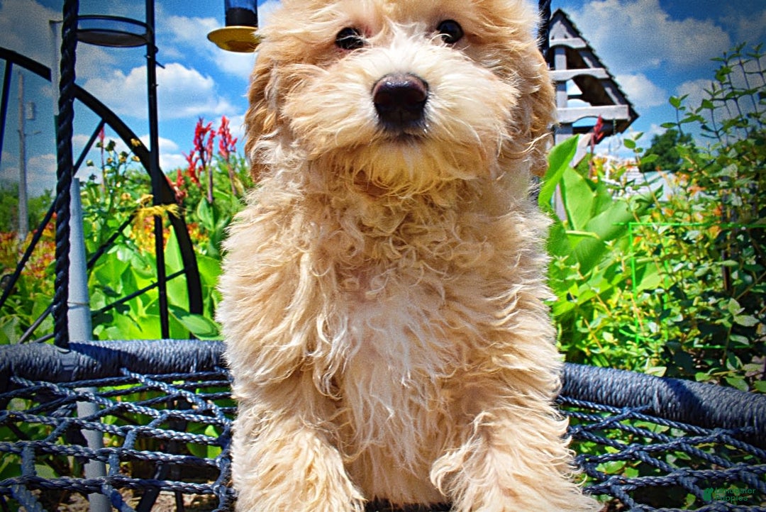 Havapoo dogs for sale: Wags - Image 23