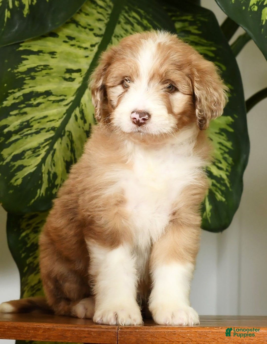 Aussiedoodle dogs for sale: Tommy - Image 10